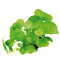 amerikanischer Wassernabel, Hutpilzpflanze - Hydrocotyle verticillata