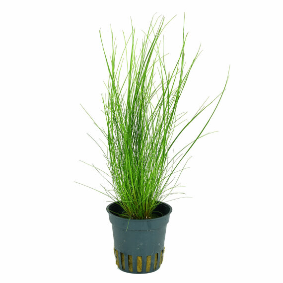 Nadelsimse - Eleocharis acicularis getopft