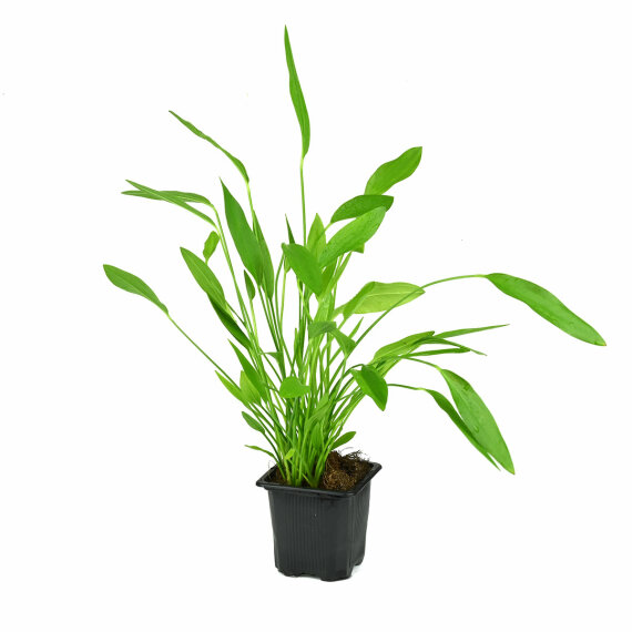 Echinodorus argentinensis XL Topfpflanze von Dennerle