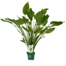 Echinodorus argentinensis XL Topfpflanze von Dennerle