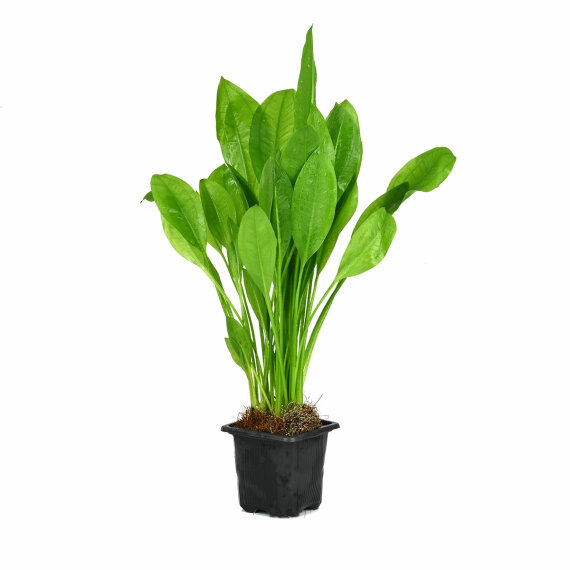 Echinodorus grisebachii Bleherae XL Topfpflanze