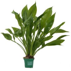 Echinodorus grisebachii Bleherae XL Topfpflanze