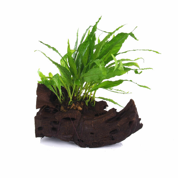 Microsorum pteropus Windelov auf Wurzel 8-10 cm