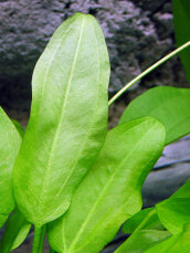 Minifroschlöffel Echinodorus cordifolius MINI von Dennerle