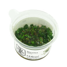 Marsilea hirsuta Kleefarn, algenfreie Laborpflanzen