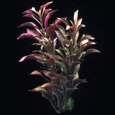 Alternanthera reineckii cardinalis, rotes Papageienblatt getopft