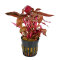 Alternanthera reineckii cardinalis, rotes Papageienblatt getopft