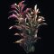 Alternanthera reineckii cardinalis, rotes Papageienblatt getopft