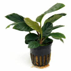 Anubias barteri var. coffeifolia - Kaffeeblättriges Speerblatt getopft