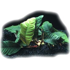 Anubias barteri coffeefolia, Kaffeeblättriges Speerblatt
