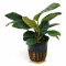 Anubias barteri var. coffeifolia - Kaffeeblättriges Speerblatt getopft