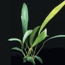 Anubias lanceolata - schmalblättrige, große Anubias