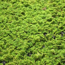 Azolla caroliniana, Moosfarn, Algenfarn, Feenmoos