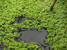 Azolla caroliniana, Moosfarn, Algenfarn, Feenmoos