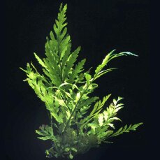 Bolbitis heudelotii, Kongo Wasserfarn, Mittel- bis...