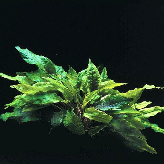 Cryptocoryne wendtii green, grüner Wendtscher Wasserkelch