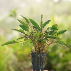 Cryptocoryne wendtii green, grüner Wendtscher...