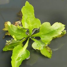 schwimmender Hornfarn Ceratopteris pteriodoides,...