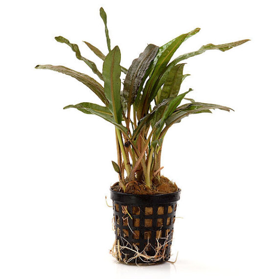 Cryptocoryne crispatula var. balansae, genoppter Wasserkelch