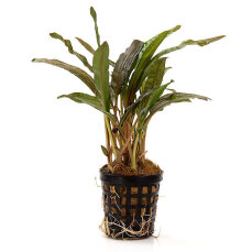 Cryptocoryne crispatula var. balansae, genoppter Wasserkelch