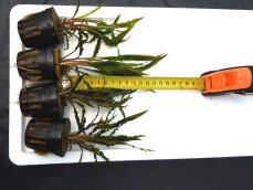 Cryptocoryne crispatula var. balansae, genoppter Wasserkelch