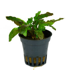 Cryptocoryne beckettii, Becketts Wasserkelch getopft