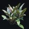 Cryptocoryne beckettii, Becketts Wasserkelch getopft