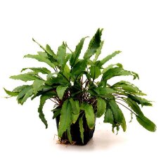 Cryptocoryne beckettii. Mutterpflanze