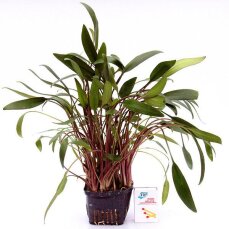 Cryptocoryne beckettii. Mutterpflanze