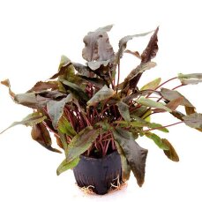 Cryptocoryne beckettii. Mutterpflanze