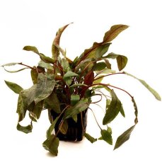 Cryptocoryne beckettii. Mutterpflanze