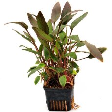 Cryptocoryne beckettii. Mutterpflanze
