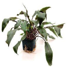 Cryptocoryne beckettii. Mutterpflanze
