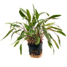 Cryptocoryne beckettii. Mutterpflanze