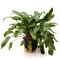Cryptocoryne beckettii. Mutterpflanze