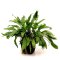 Cryptocoryne beckettii. Mutterpflanze