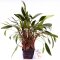 Cryptocoryne beckettii. Mutterpflanze