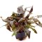 Cryptocoryne beckettii. Mutterpflanze