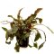 Cryptocoryne beckettii. Mutterpflanze