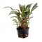 Cryptocoryne beckettii. Mutterpflanze