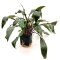 Cryptocoryne beckettii. Mutterpflanze