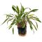 Cryptocoryne beckettii. Mutterpflanze