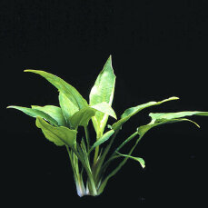 Cryptocoryne pontederiifolia Herzblatt-Wasserkelch