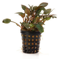 Cryptocoryne wendtii brown, brauner Wasserkelch getopft