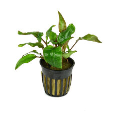 Cryptocoryne wendtii Mi Oya getopft