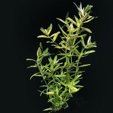 Didiplis diandra, Amerikanische Wasserhecke InVitro Laborpflanze