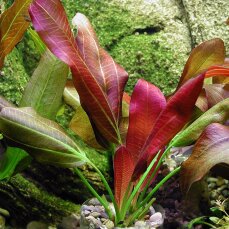 Echinodorus xbarthii, Osiris doppelt rot