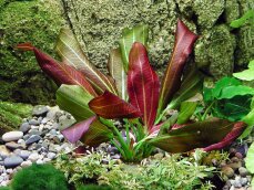 Echinodorus xbarthii, Osiris doppelt rot