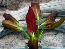 Echinodorus xbarthii, Osiris doppelt rot