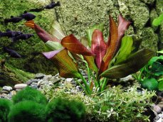 Echinodorus xbarthii, Osiris doppelt rot